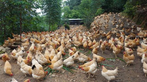 好山好水育绝味 智诚家禽年出栏杏花鸡200万只