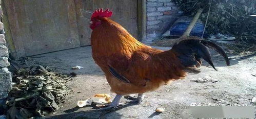 家禽养殖行业面临挑战，从业者需谨慎应对