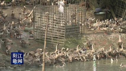 埠场那蓬 家禽养殖场水体污染之困与治理之道