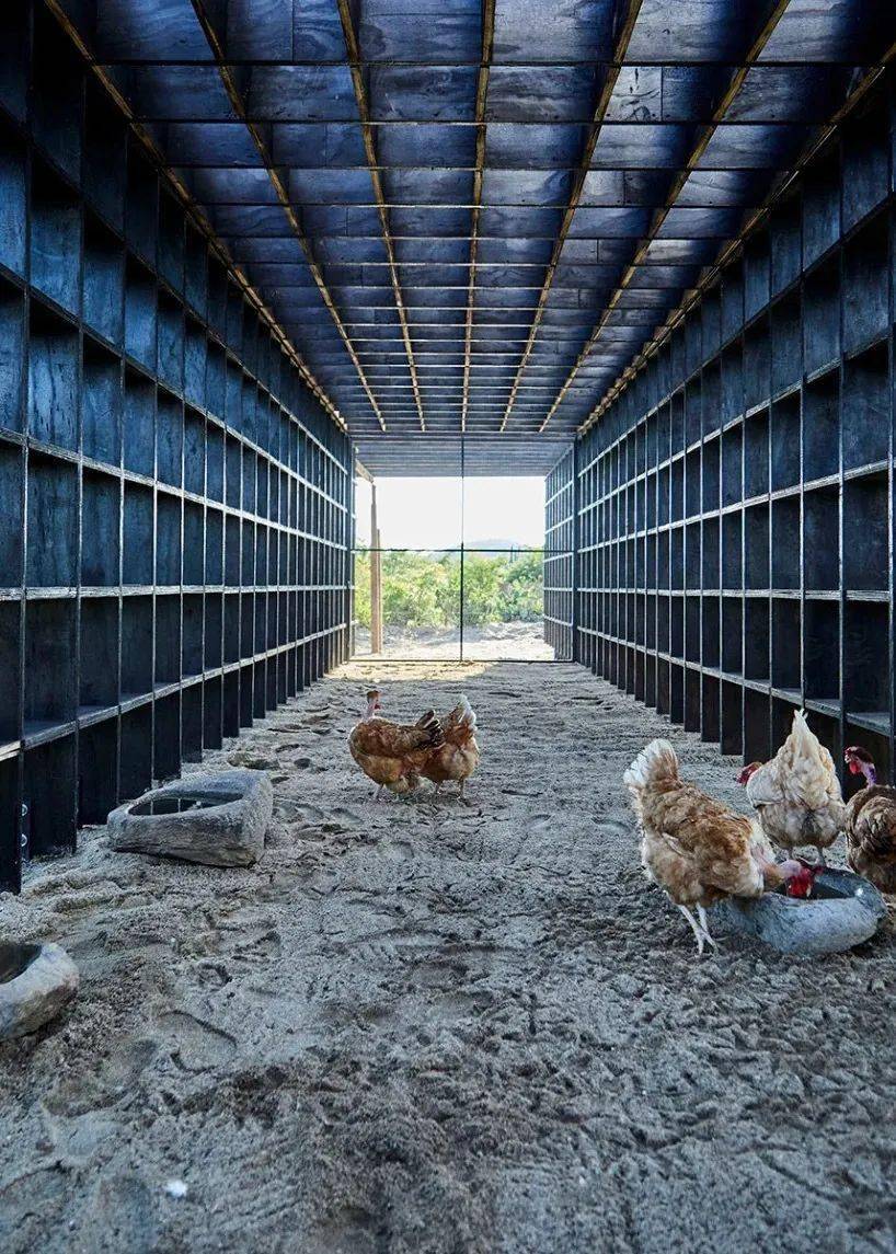 探秘现代化“白羽王国” 一场家禽规模化养殖场的深度纪实