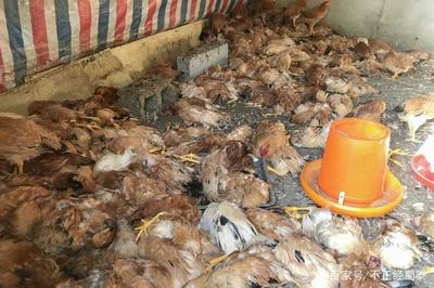 哈士奇“越狱”记 一犬狂飙，六百家禽遭殃