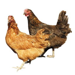 家禽 人类餐桌与生活的亲密伙伴