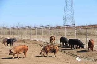 黄家沟农场2017招商 一块土地，托管服务，无公害种植与四季乐园的田园财富