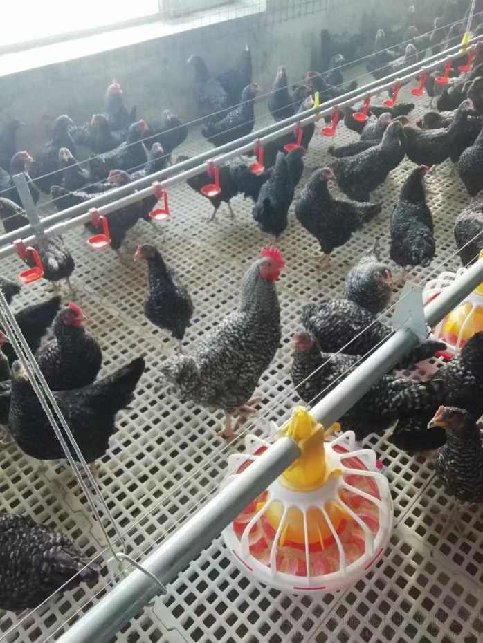 家禽与兔子养殖利器 塑料漏粪板的应用与优势