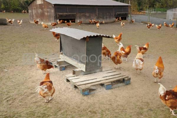 布鲁埃恩维辛的家禽养殖 传统、挑战与现代之路