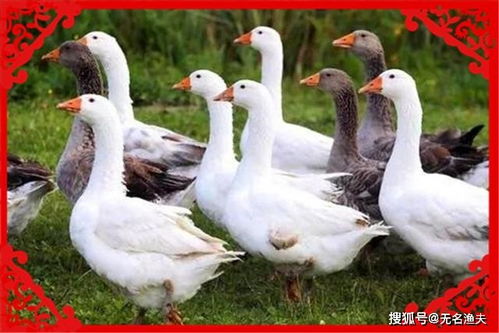 种养结合新思路 家禽养殖三大黄金项目与立体经营