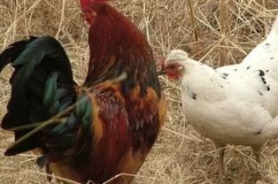 常见的家禽种类及其特点