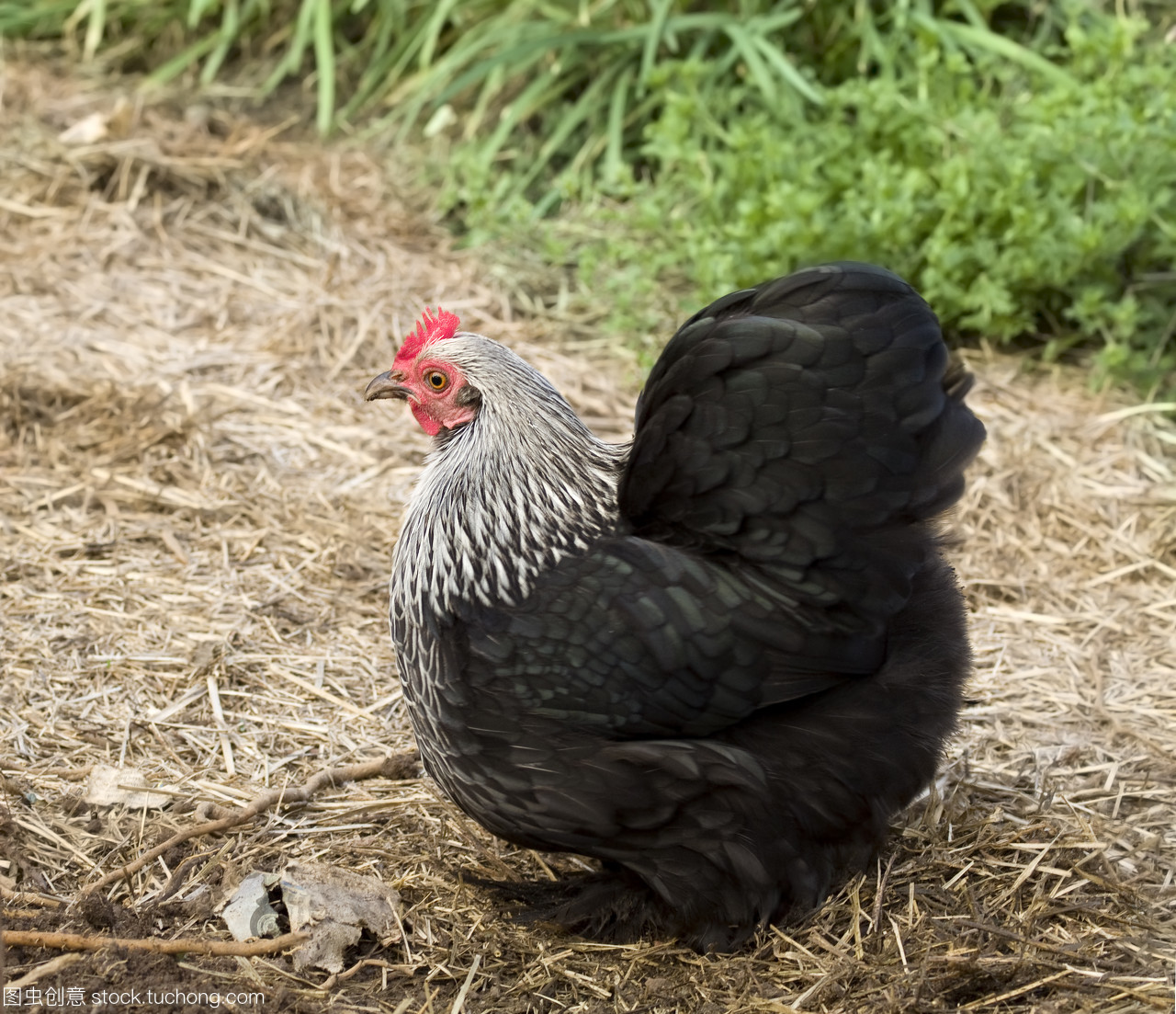 鸡 从野生原鸡到餐桌家禽的演化与多样性