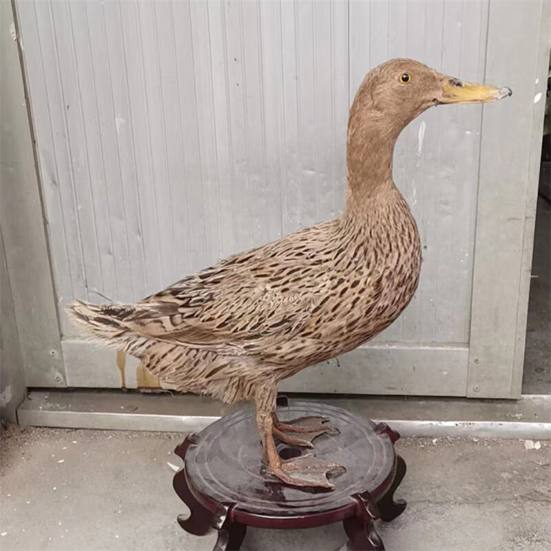 栩栩如生的大白鸭标本 家禽羽毛艺术的完美呈现