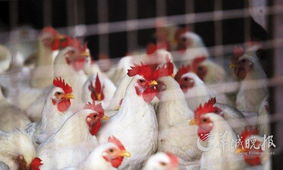 中央斥资6亿元助家禽业渡难关，行业迎来政策春风