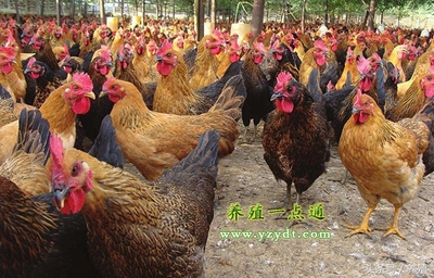 中药在家禽保健、绿色养殖中的七大妙用 增重、增蛋、抗病全攻略