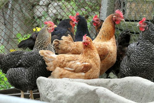 春季家禽养殖交流会