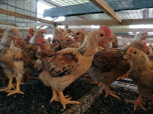 青脚鸡苗市场报价与厂家供应分析 家禽养殖的重要选择