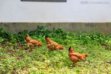 山上散养土鸡 自然与健康的动物摄影素材